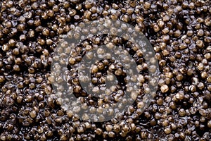 Caviar black