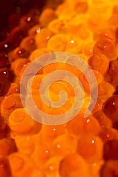 Caviar photographed close-up, glows from the inside. Oocyte of salmon fish