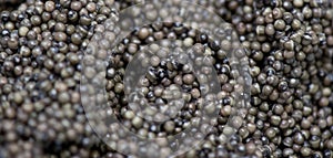 Caviar processing plant, close-up of sturgeon eggs