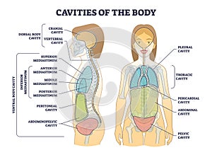 Cavities of body and anatomical compartment medical division outline diagram