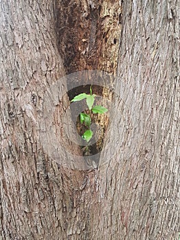 cavity with young tree inside the hole new life sustainability