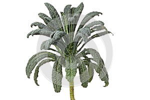 Cavolo nero cabbage photo