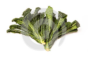 Cavolo Nero an Italian cabbage isolated on white studio background.