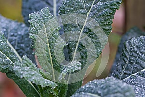 Cavolo nero, italian palm kale dark green leaves texture close up, with frozen water drops on,