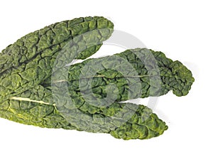 Cavolo nero photo