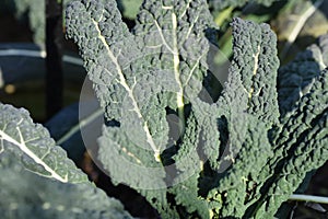 Cavolo nero leaves