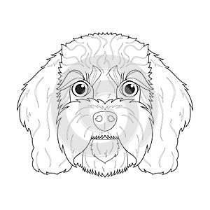 Cavoodle dog easy coloring cartoon vector illustration. Isolated on white background photo