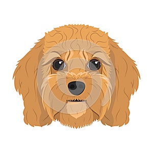 Cavoodle dog isolated on white background vector illustration photo