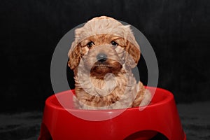 Cavoodle puppy red bowl photo