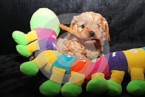 Cavoodle puppy toy