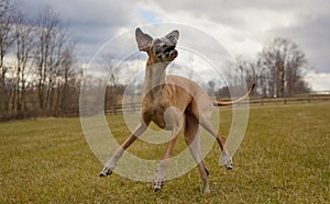 Cavorting great Dane with stormy sky