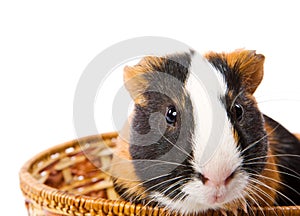 Cavy photo