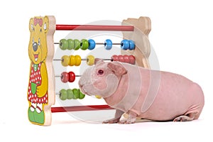 Cavy with Abacus photo