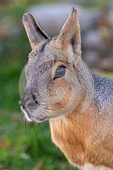 Cavy closeup in soft dappled light on a summer afternoon