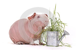 Cavy eating grass photo