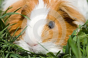 Cavy in a grass photo