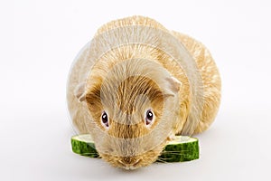 Cavy, guinea pig photo