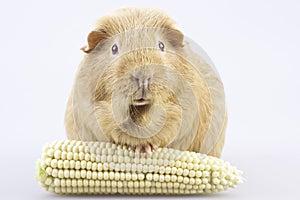 Cavy, guinea pig with cob