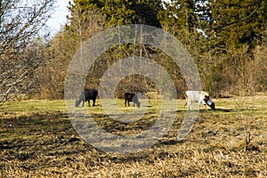 Caw in the field, winter time