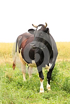 Caw in a meadow feeding with copy space. Vertical photo