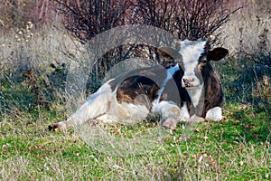 Krava na lúka 