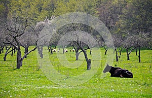 Caw and sheep in a meadow