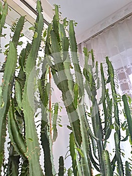 Cawboy cactus home plants tall green beauty