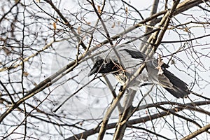 Cawing crow on branches without foliage