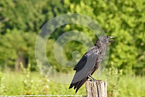 Cawing Crow on a Hot Summer Day