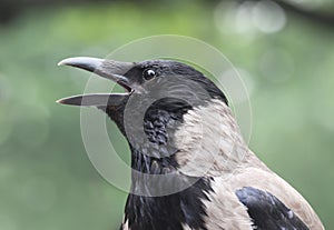 Cawing hooded crow