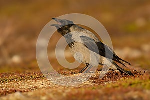 Cawing Hooded Crow - Corvus cornix from Norway