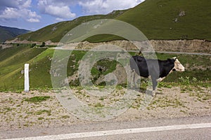 Caws in the Caucasus Mountains, Chechnya