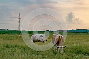 Caws eating grass in the field with power lines nearby in Romania photo