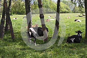 Caws on a farm feeding in a meadow photo photo