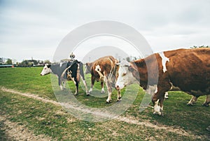 Caws on green pasture at ecofarm on grazing , spring day, rural landscape photo