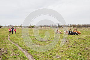 Caws on green pasture at ecofarm on grazing , spring day, rural landscape photo