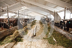 Caws in row, breeding on bio farm photo