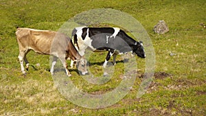 Caws standing on the meadow photo