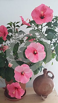 The cayena a beautiful flower