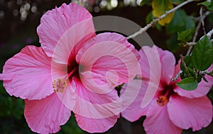 Cayenas rosadas photo