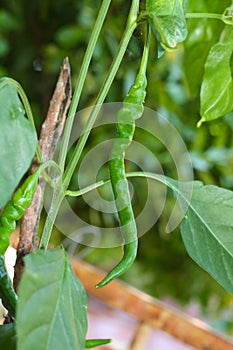 Cayenna chili pepper