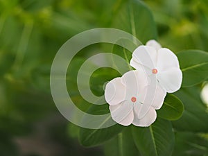 Cayenne Jasmine ,Periwinkle, Catharanthus rosea, Madagascar Periwinkle, Vinca, Apocynaceae name flower white color springtime in