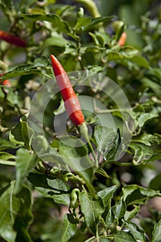 Cayenne pepper