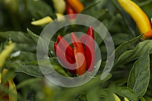 Cayenne pepper (Capsicum annuum L.) and its plant photo