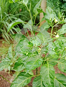 cayenne pepper flowers and green chili leaves