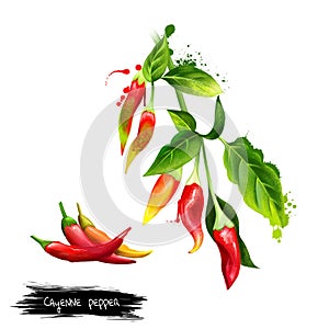 Cayenne pepper, Guinea spice, cow-horn pepper, red hot chili pepper, aleva, bird pepper, red pepper, is a cultivar of Capsicum