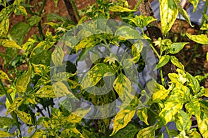 Cayenne pepper leaves are turned yellow because of viral diseases and biological pests and physiological disorders in the garden