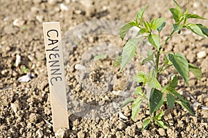 Cayenne Pepper plant