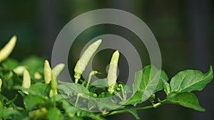 Cayenne pepper plants that are bearing fruit