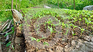 cayenne pepper seeds in the rice fields